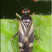 Obscure Plant Bug - Photo (c) Alain Hogue, all rights reserved, uploaded by Alain Hogue