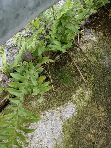 Nephrolepis brownii image