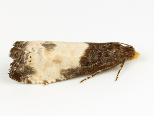 Yellow-faced Bell