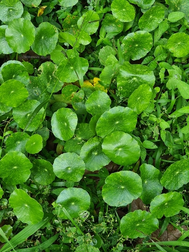 Hydrocotyle bonariensis image