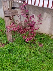 Alternanthera brasiliana image