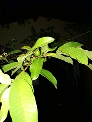 Psidium guajava image