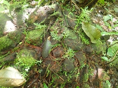 Dioscorea mexicana image