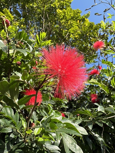 scarlet powder-puff