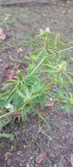 Eryngium foetidum image