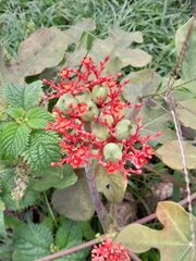 Jatropha podagrica image