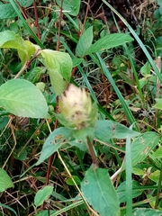 Ruellia blechum image