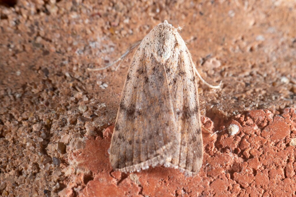 Triplex Cutworm Moth from 2800 S Bentsen Palm Dr, Mission, TX 78572 ...