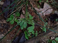 Cyperus odoratus image