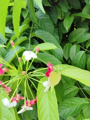 Combretum indicum image