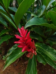 Alpinia purpurata image