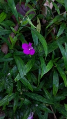 Image of Impatiens chinensis