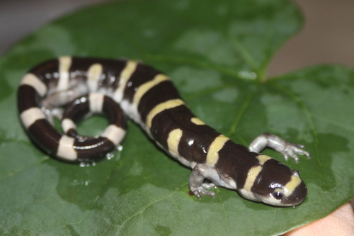 Ringed Salamander