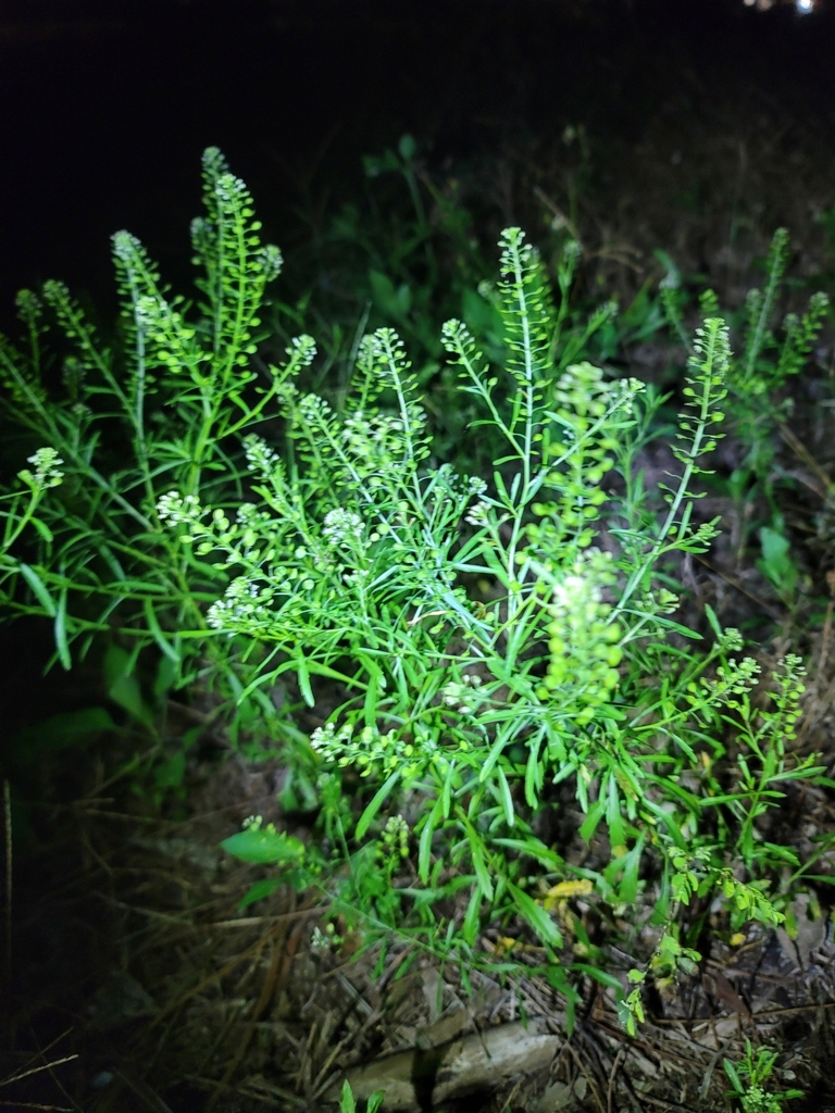Virginia pepperweed from Jupiter, FL, USA on November 28, 2022 at 0646