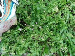 Cyanthillium cinereum image