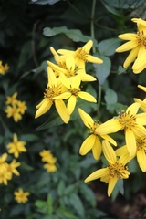 Bidens reptans image