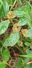 Euphorbia hirta image
