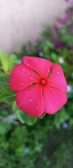 Catharanthus roseus image