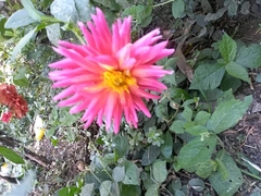Dahlia pinnata image