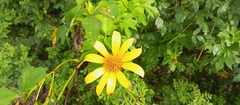 Tithonia diversifolia image