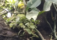 Philodendron hederaceum image