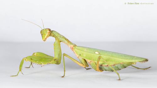 Giant Asian Mantis
