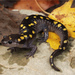 Ambystoma maculatum - Photo (c) Jake Scott, kaikki oikeudet pidätetään, lähettänyt Jake Scott