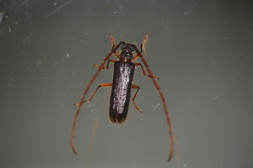 Amphelictus milleri