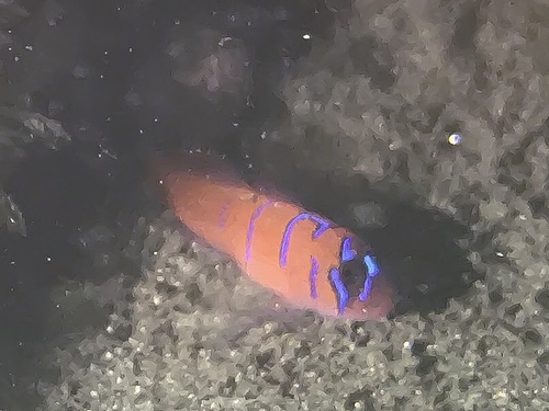 Blue-banded Goby