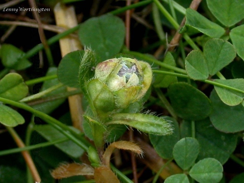 Mouse-ear Gall Aphid (Brachycolus cerastii) · iNaturalist