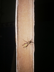 Apoica pallens image