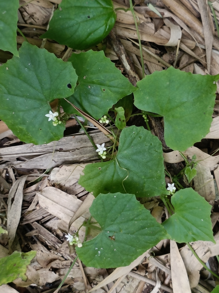 Zehneria bodinieri (Zehneria bodinieri)