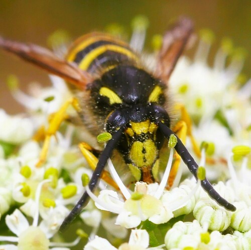 Tree Wasp