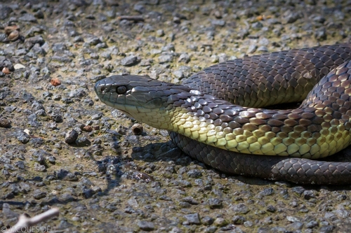 Tiger Snake sighting