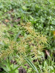 Cyperus odoratus image