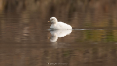 Little Grebe