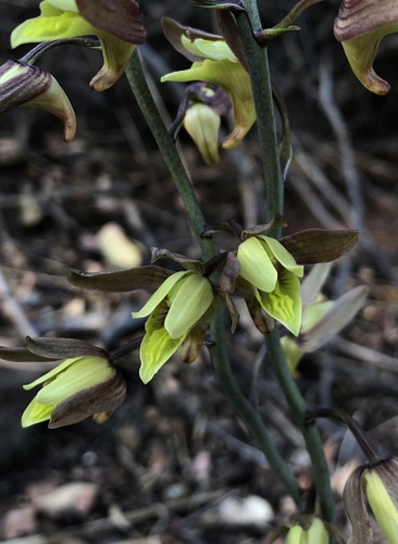 Eulophia hereroensis
