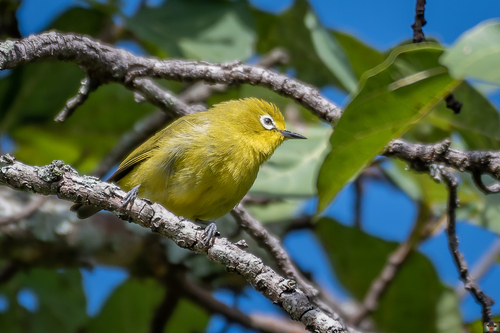 Angola White-eye