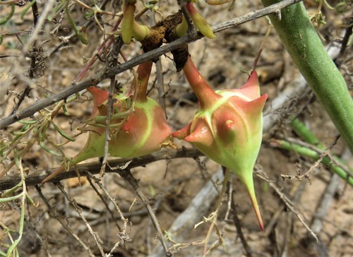 Slipper Plant
