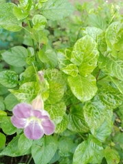Asystasia gangetica image