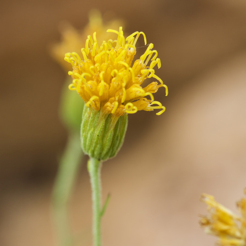 Waterberg Draaibos (Pegolettia tenuifolia)
