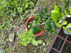 Murraya paniculata image