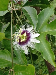 Passiflora edulis image