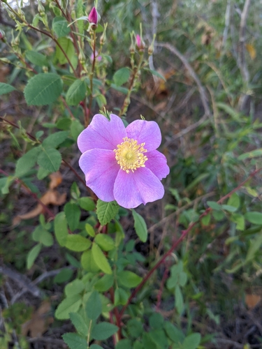 iNaturalist observation photo of California Wild Rose