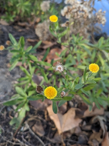 iNaturalist observation photo of Spanish False Fleabane