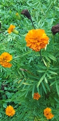 Tagetes erecta image