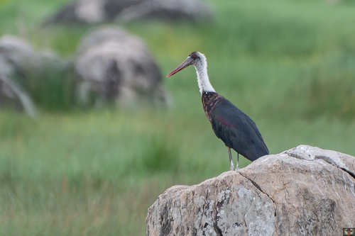 African Woolly-necked Stork