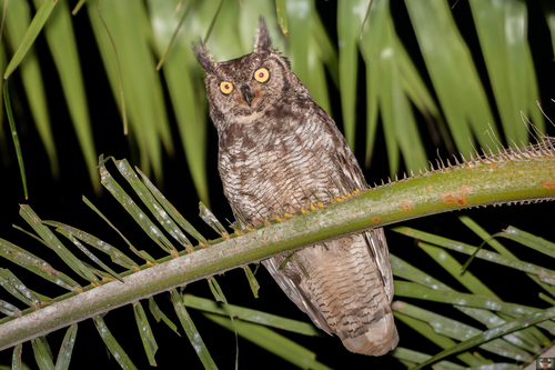 Spotted Eagle-Owl