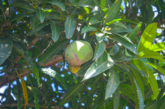 Mangifera indica image