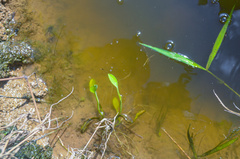 Heteranthera limosa image